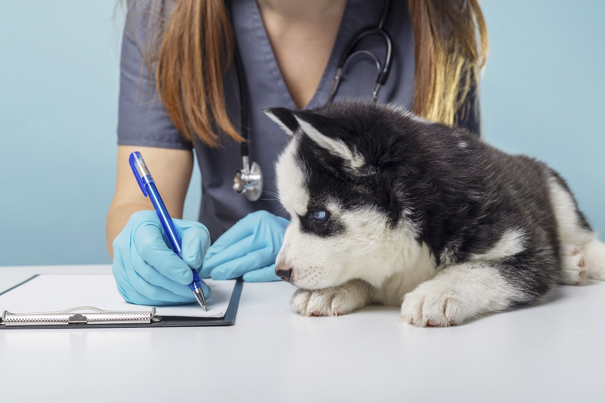 Preparação para exames veterinários: o que fazer antes de levar seu pet 4 Cachorro se preparando para exames