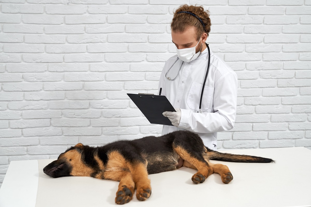 Cachorro deitado para iniciar os exames