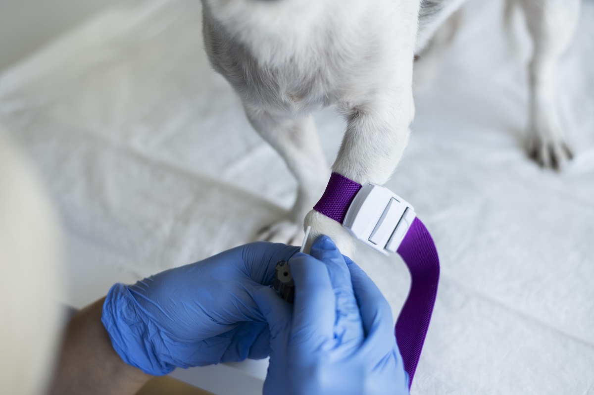 Exame de fezes em cães e gatos: quando vermes e giárdia precisam ser investigados 1 Exame em cachorro de fezes