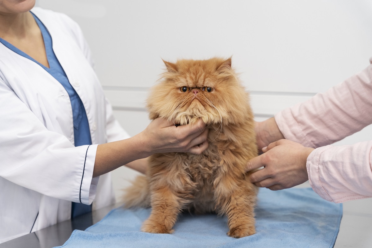 Gato em consultório Gato em consultório